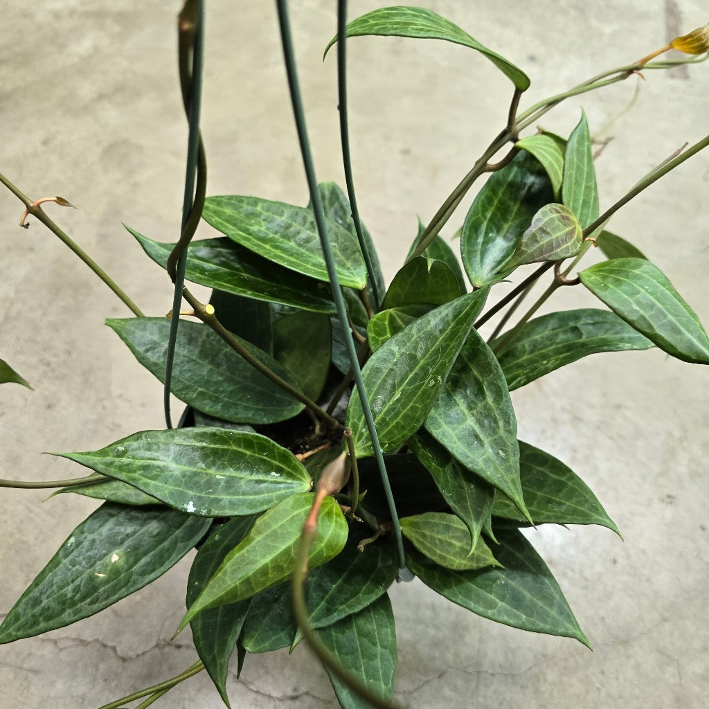 Hoya macrophylla green - 6