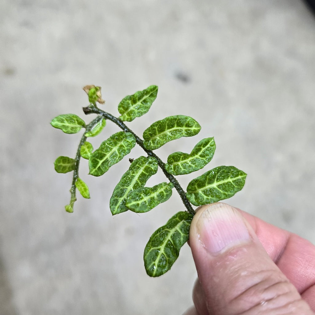Solanum evolvulifolium - cutting