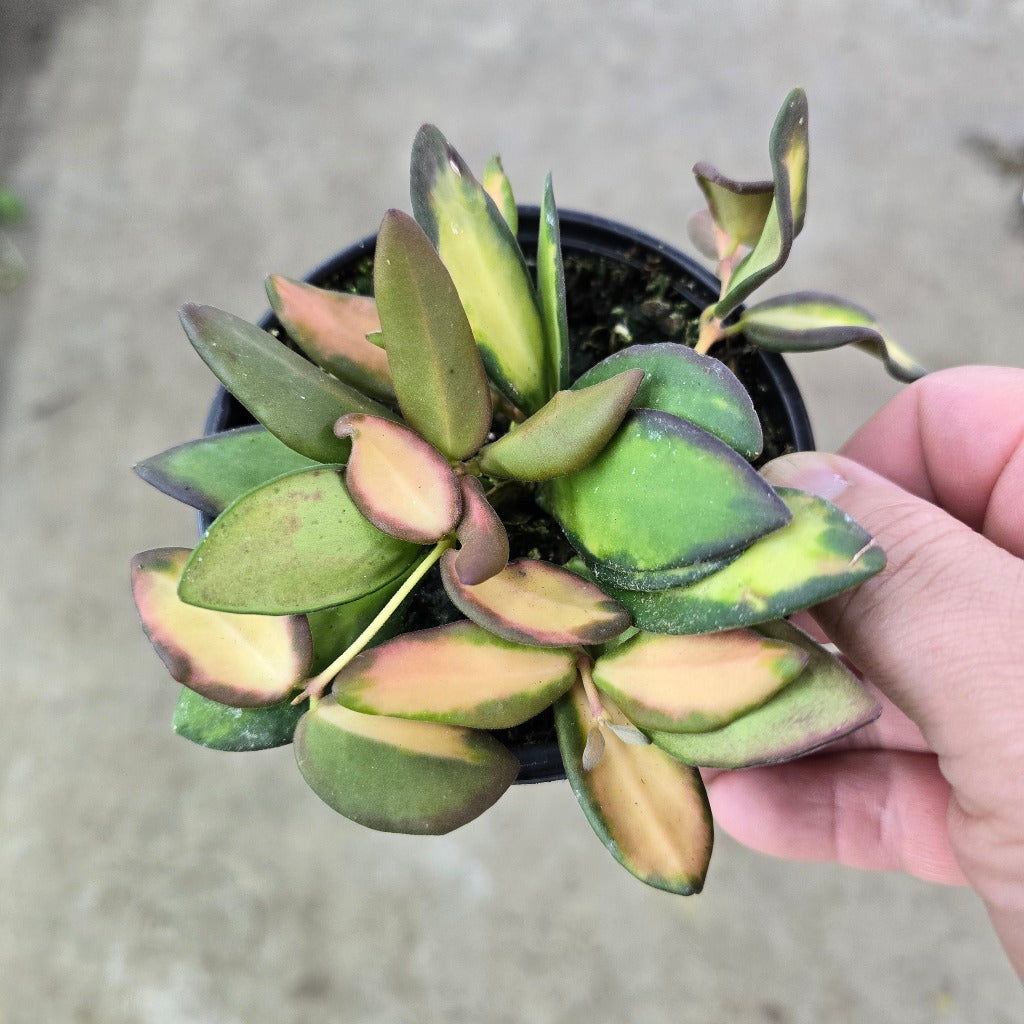 Hoya 'DS 70 Variegated' - 4"
