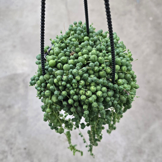 String of pearls - 4" HB