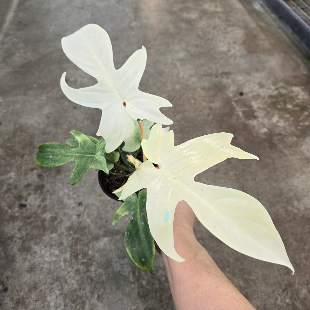 Philodendron florida ghost mint - 4
