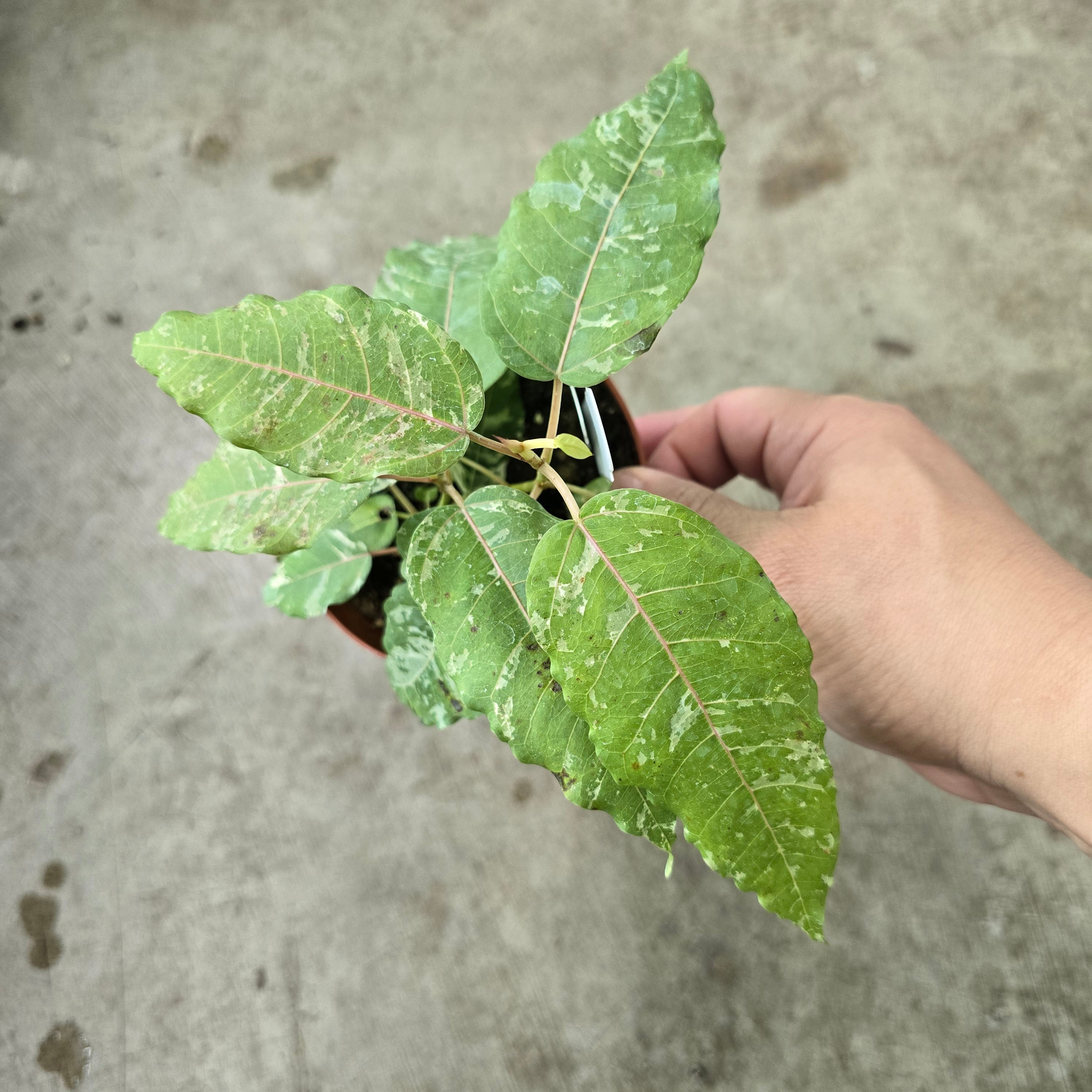 Ficus aspera - 4