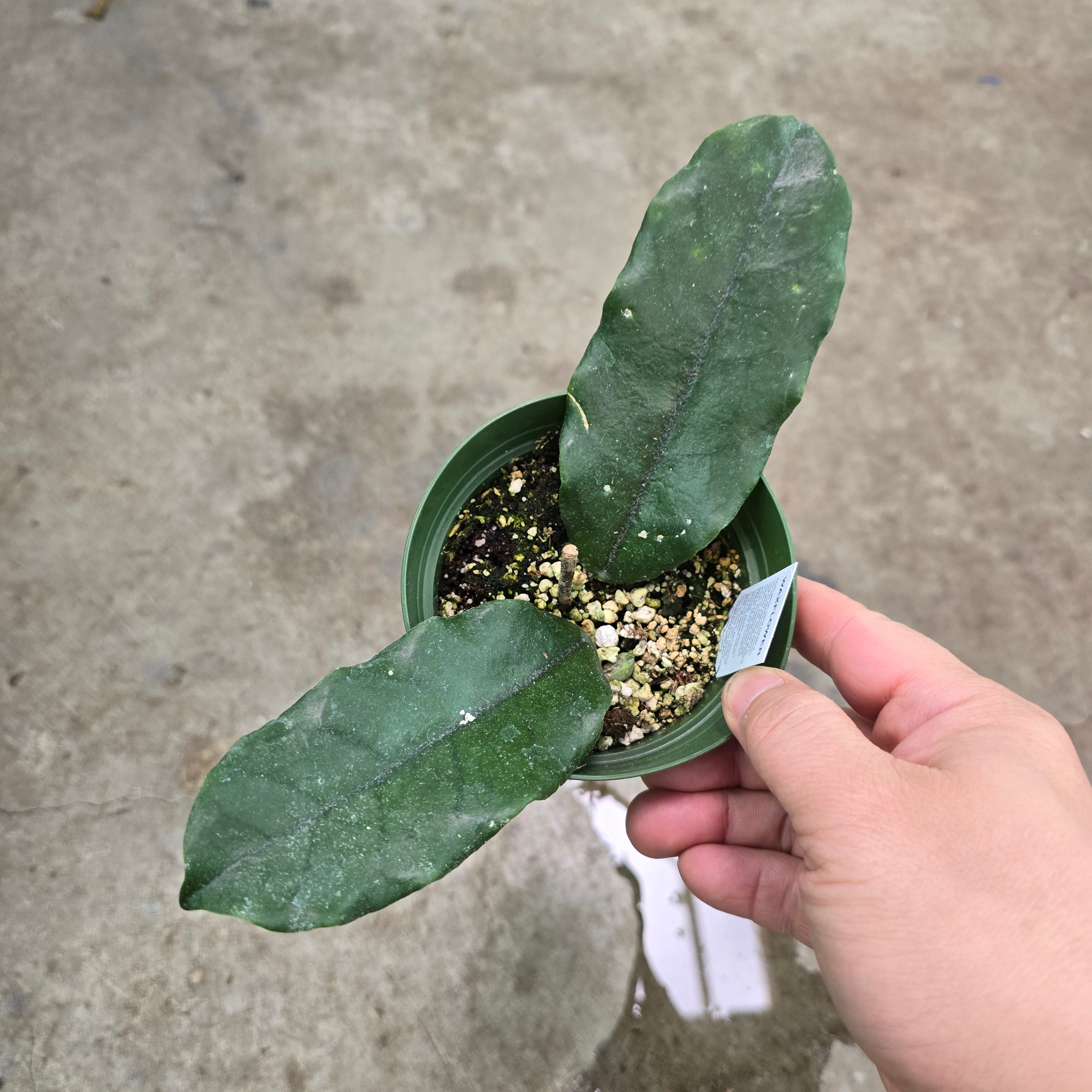 Hoya globulosa - 4