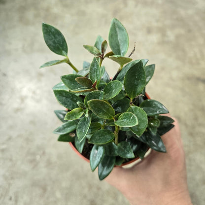 Nematanthus greg. 'Black Gold' - 4"