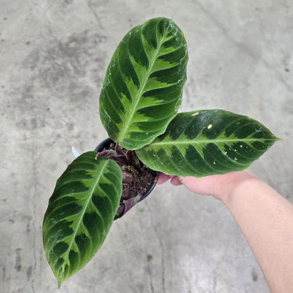 Calathea warscewiczii - 6"