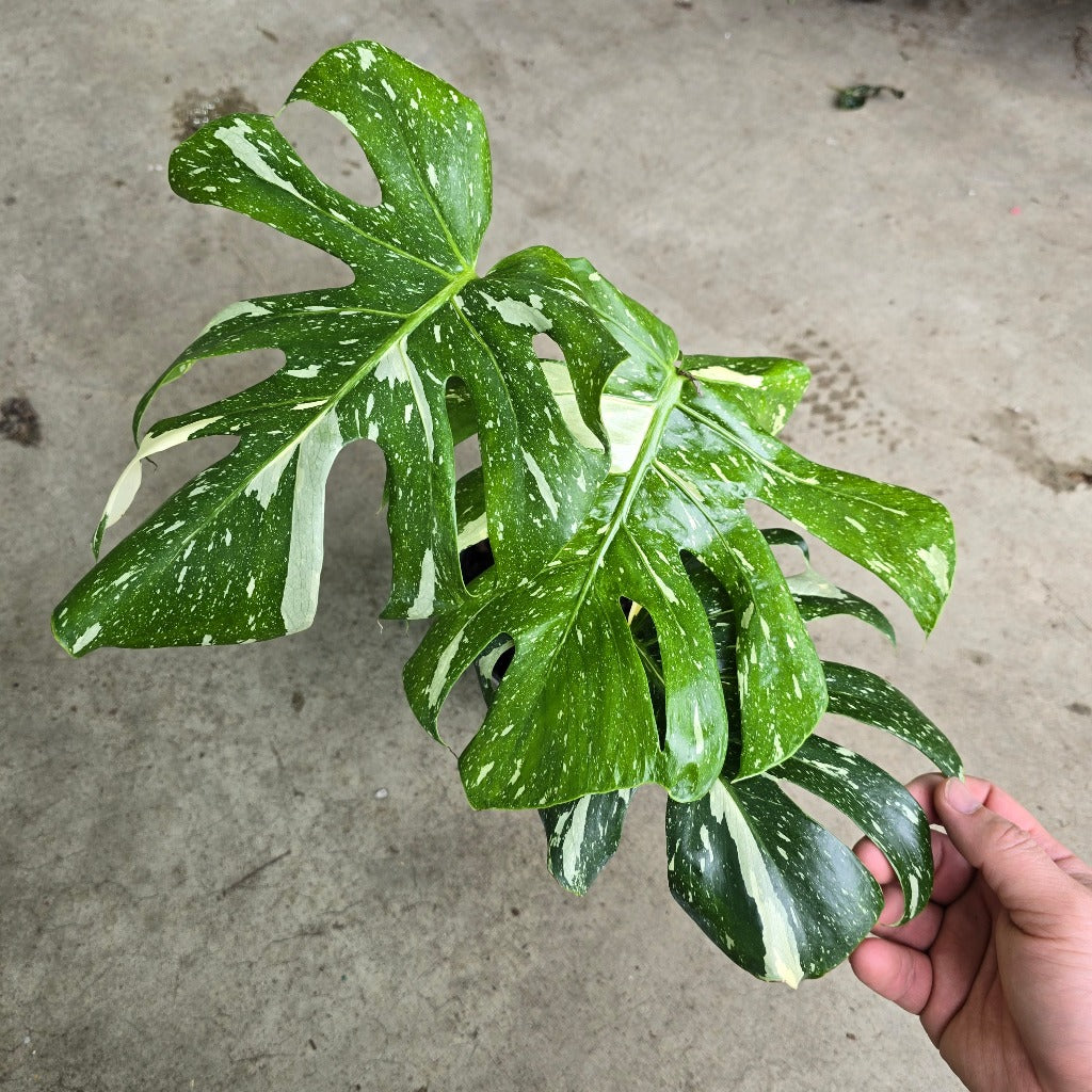 Monstera deliciosa 'Thai Constellation' -6