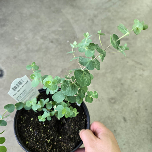 Eucalytpus baby blue - 4"