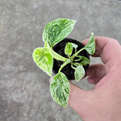 Epipremnum aureum 'Marble Queen' - 2"