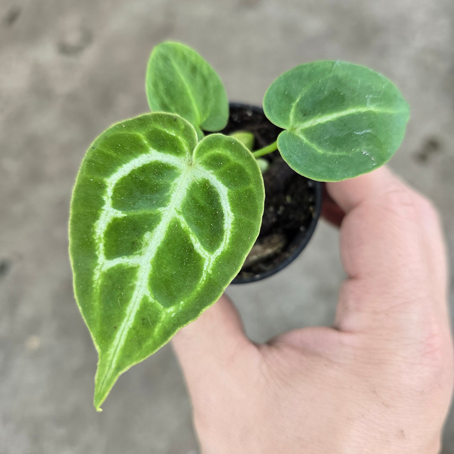 anthurium dorayaki for sale Anthurium dorayaki hybrid