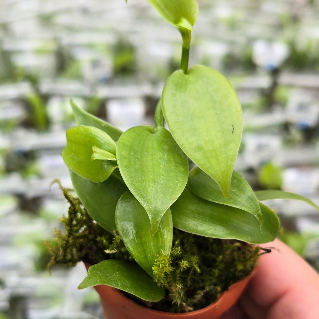 Vanilla orchid - cuttings