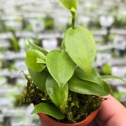 Vanilla orchid - cuttings