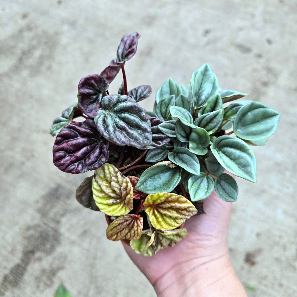 Peperomia assorted - 2"