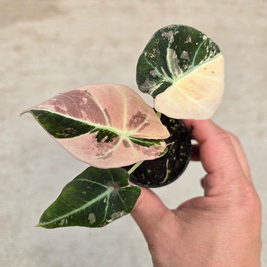 Alocasia reginula 'Black  Velvet Pink Variegata' -2"
