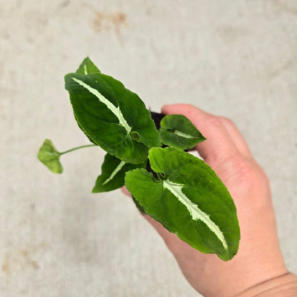 Syngonium wendlandii - 2"