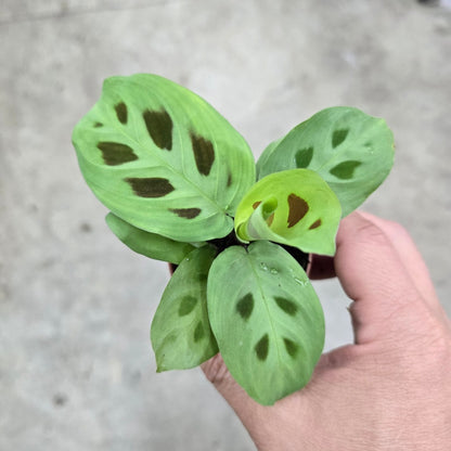 Maranta leuconeura kerchoveana - 2.5"