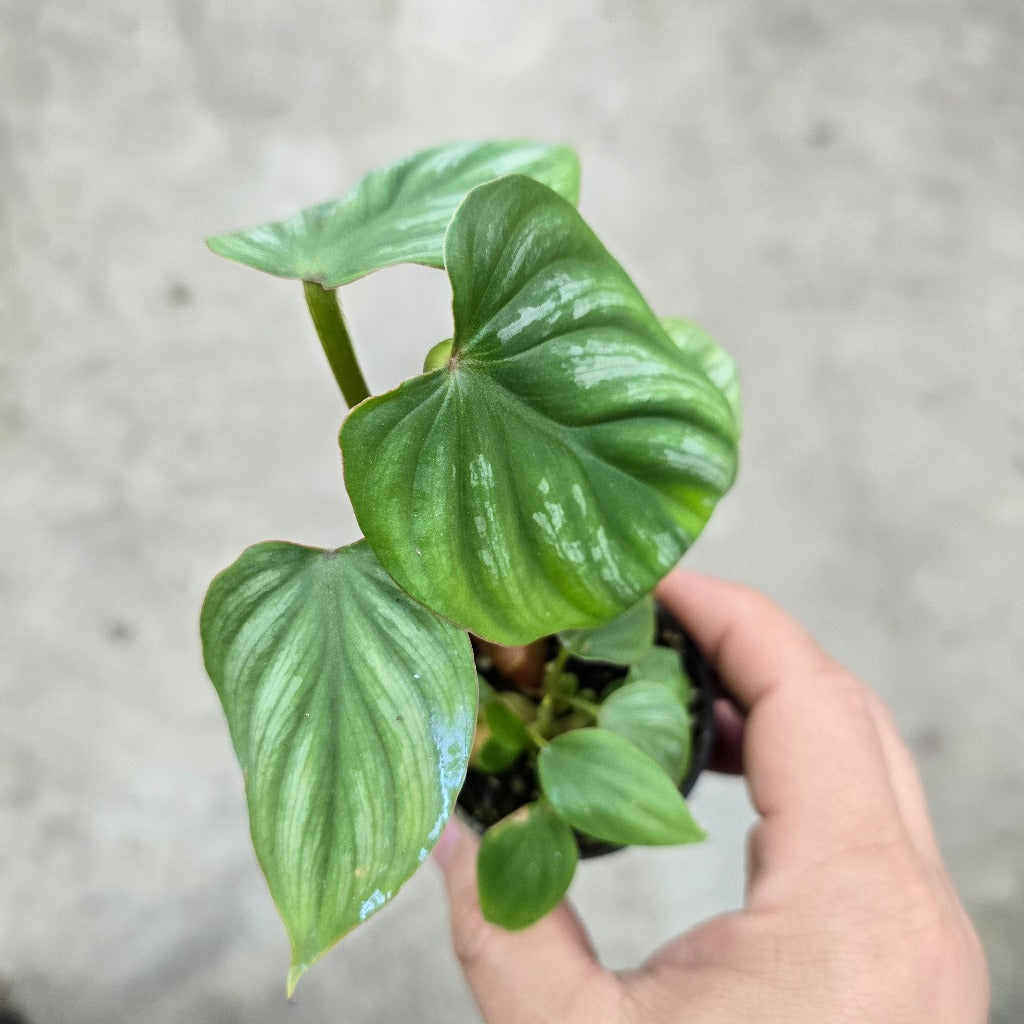 Philodendron mamei - 2