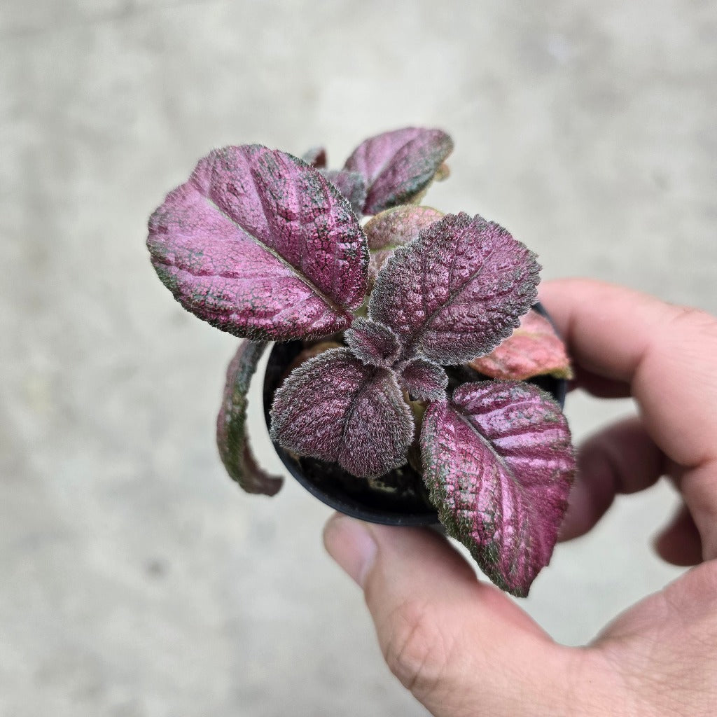 Episcia cupreata 'Purple Rain' - 2