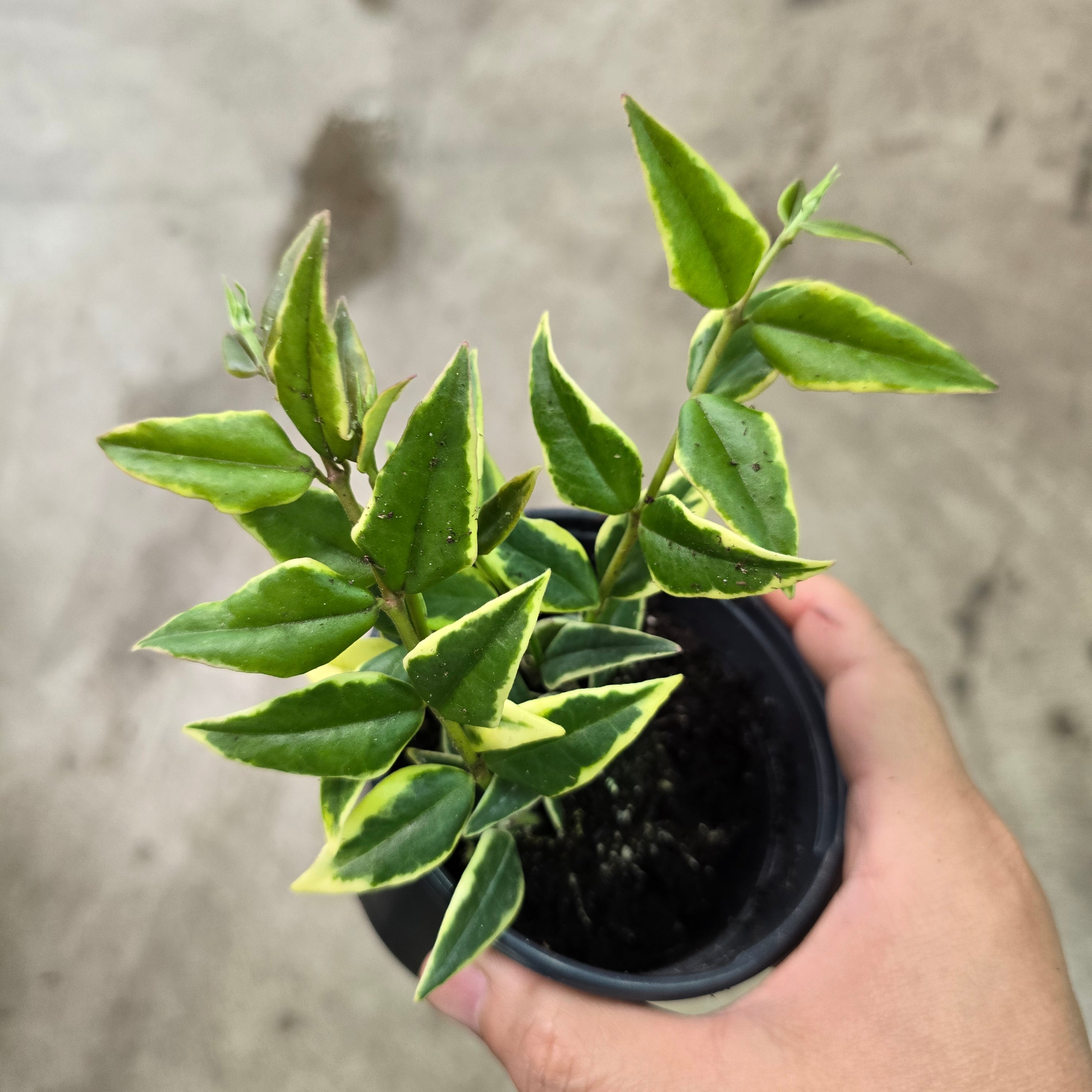 Hoya lanceolata 'Bella Albo-marginata' - 4