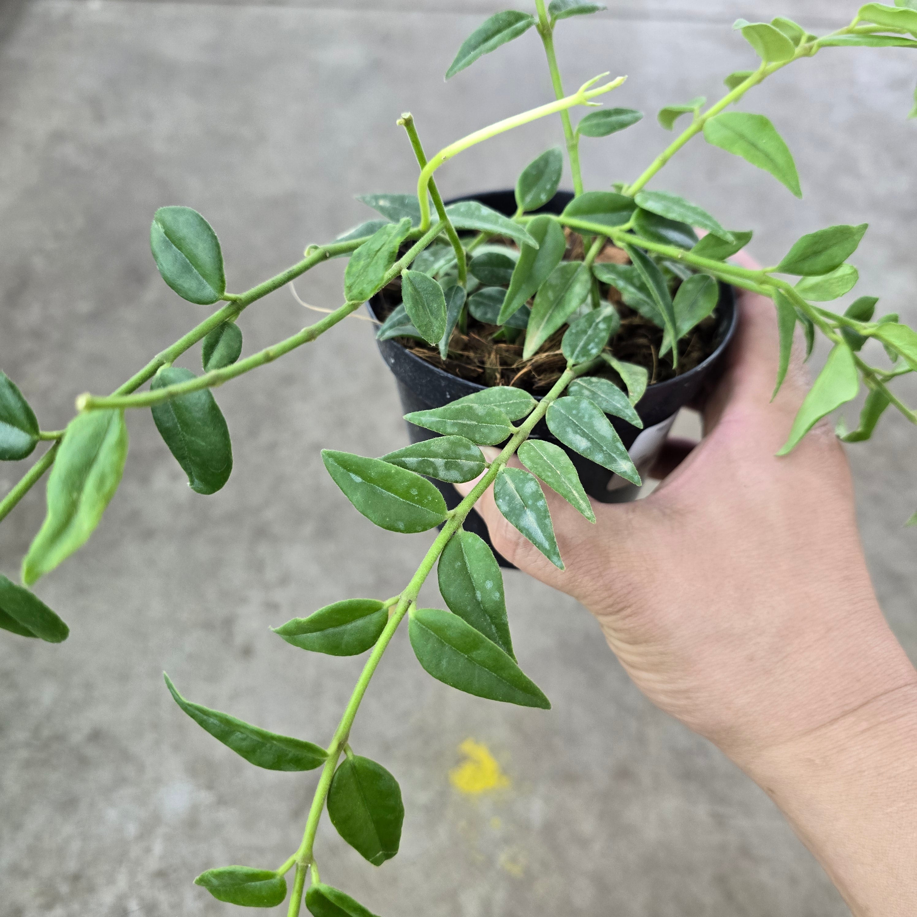 Hoya lanceolata 'Bella' - 4
