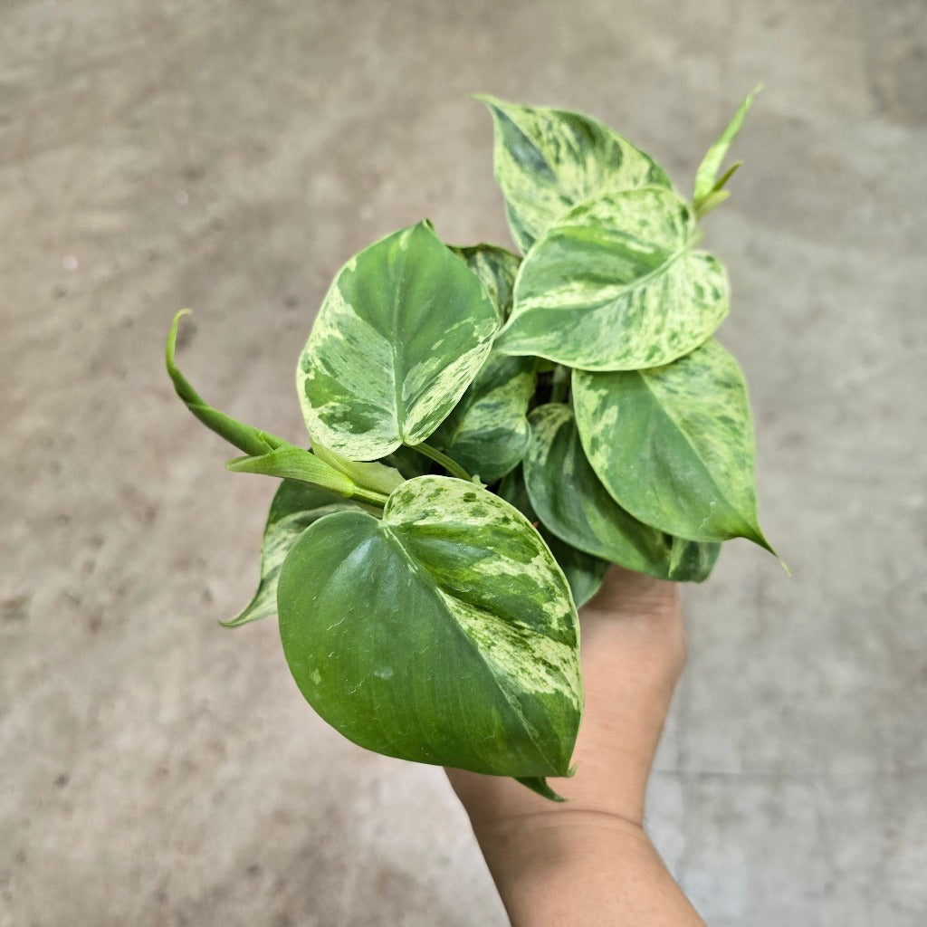 Philodendron hederaceum variegated - 6
