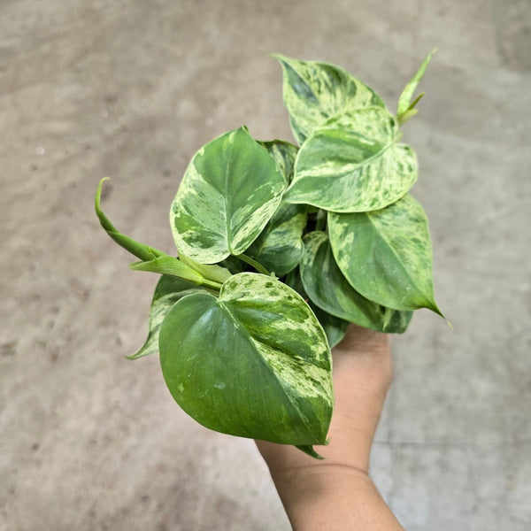 philodendron hederaceum var. oxycardium variegated Philodendron HEDERACEUM VARIEGATED