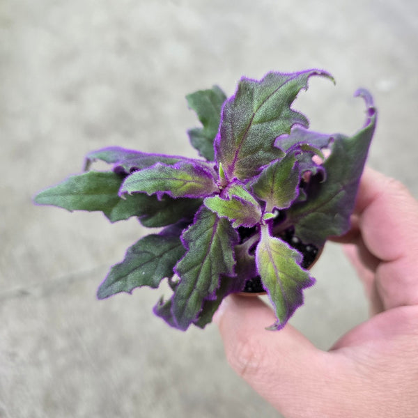 Gynura aurantiaca