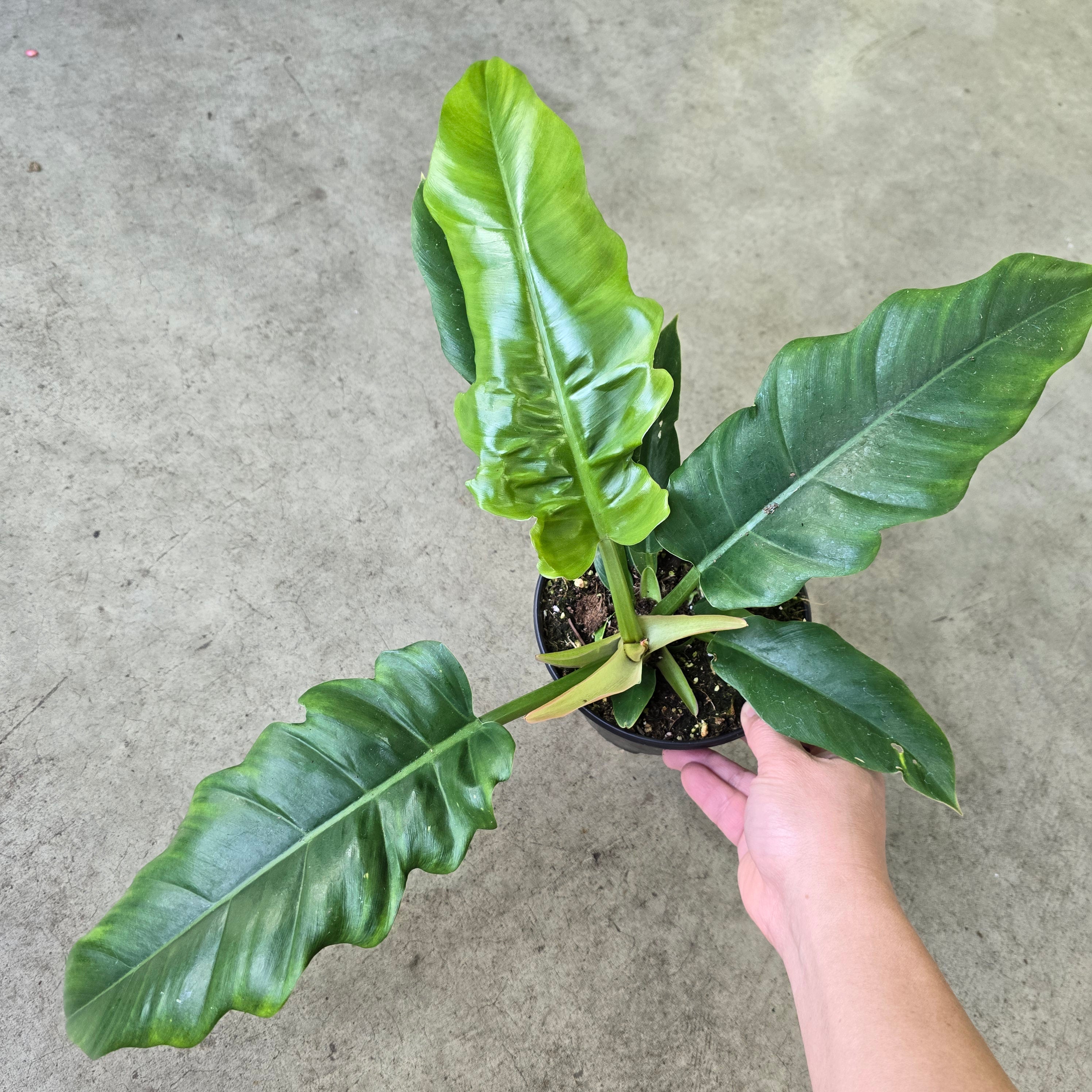 Philodendron narrow - 6.5