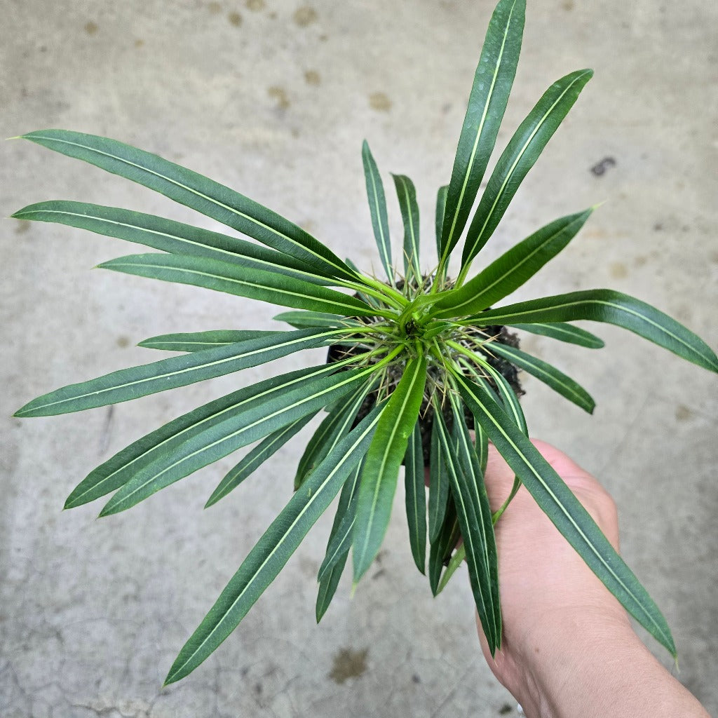 Pachypodium lamerei - 2"