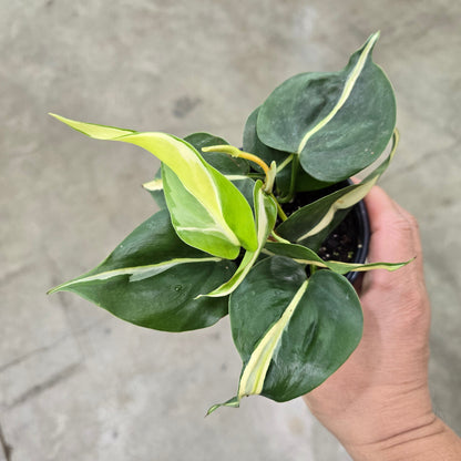 Philodendron hederaceum 'Silver Stripe' - 2"