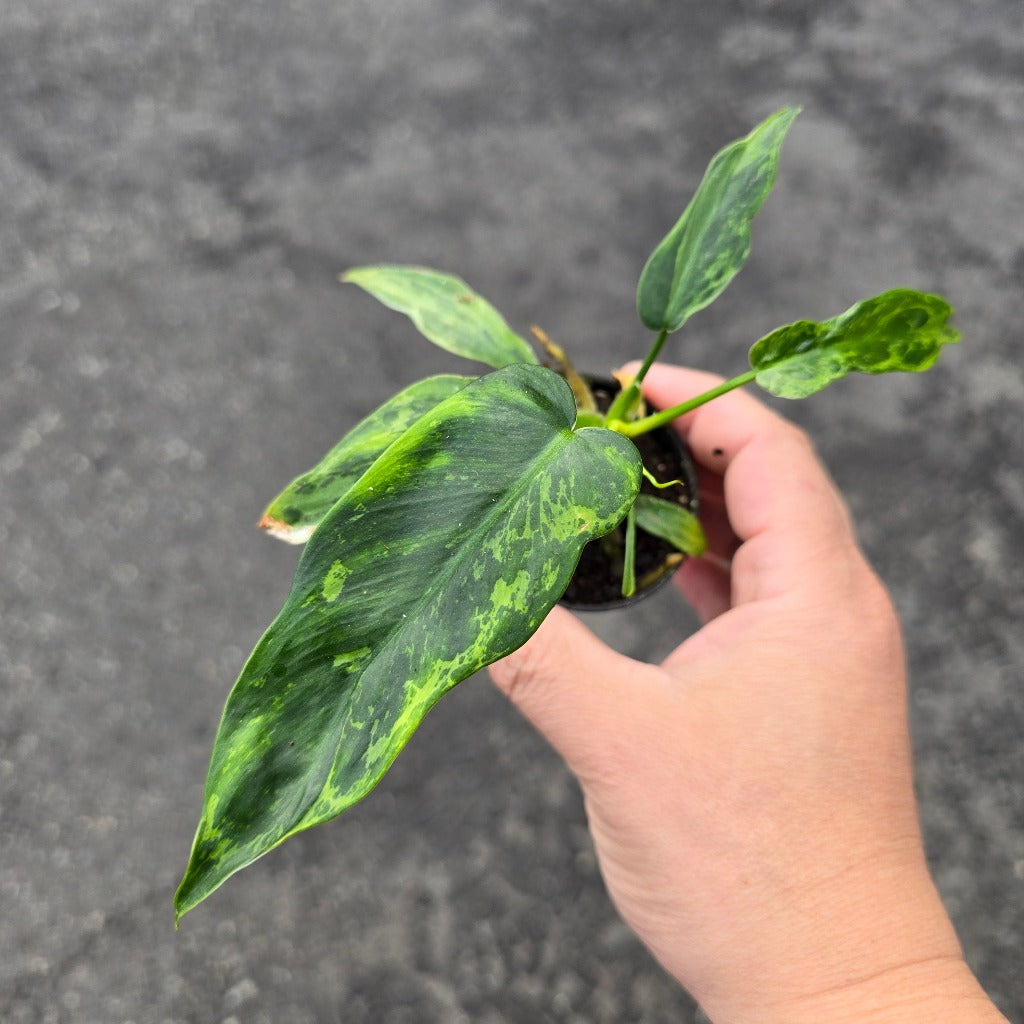 Philodendron lime fiddle - 2"