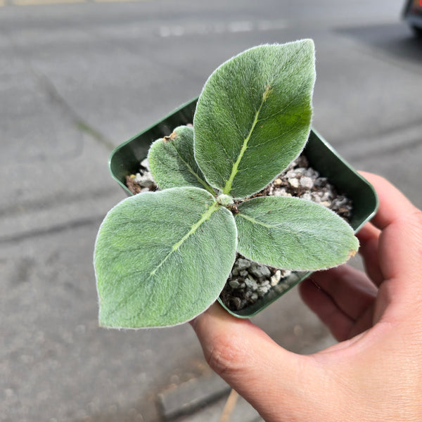 Rare Sinningia popular leucotricha Live Rooted