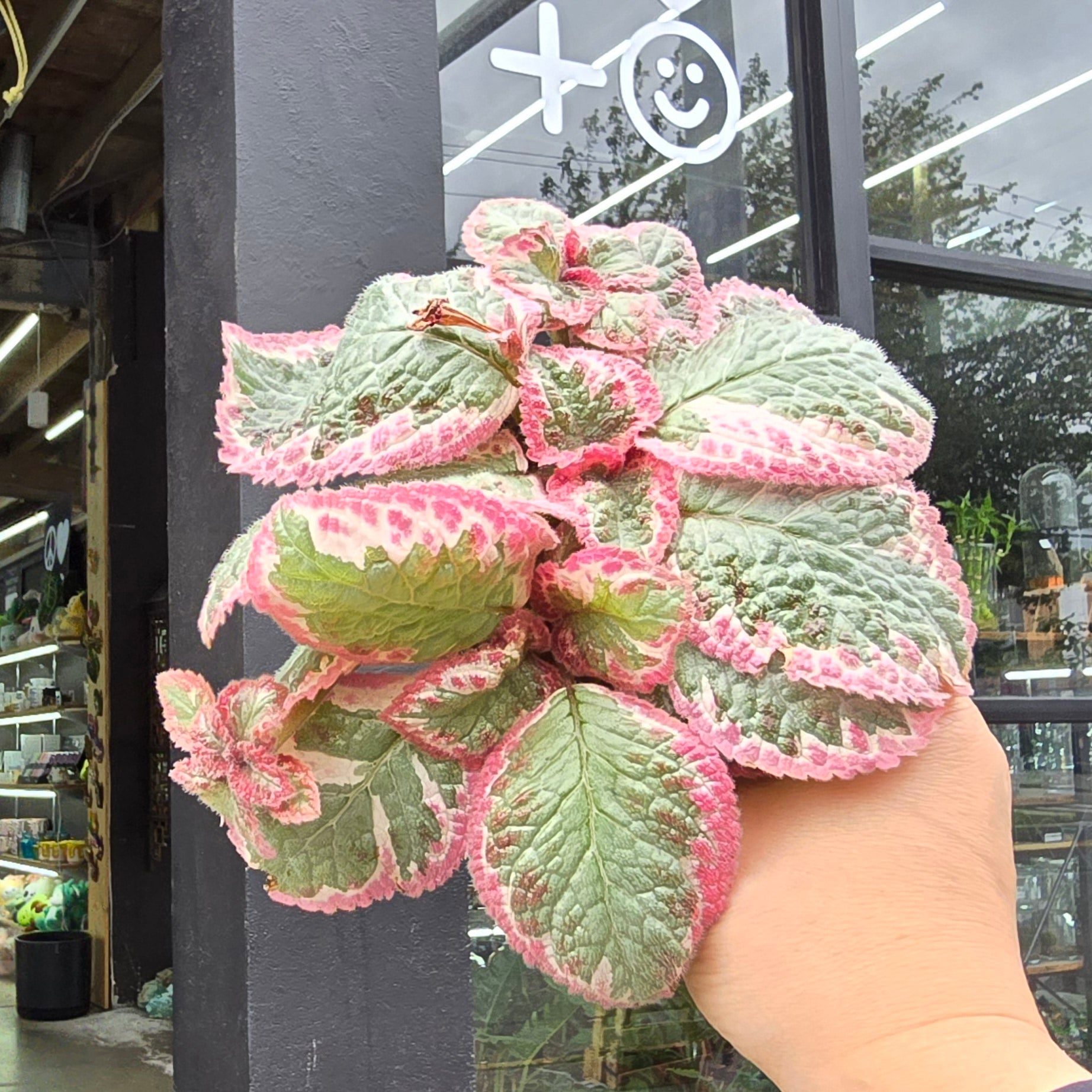 Episcia cleopatra - 4