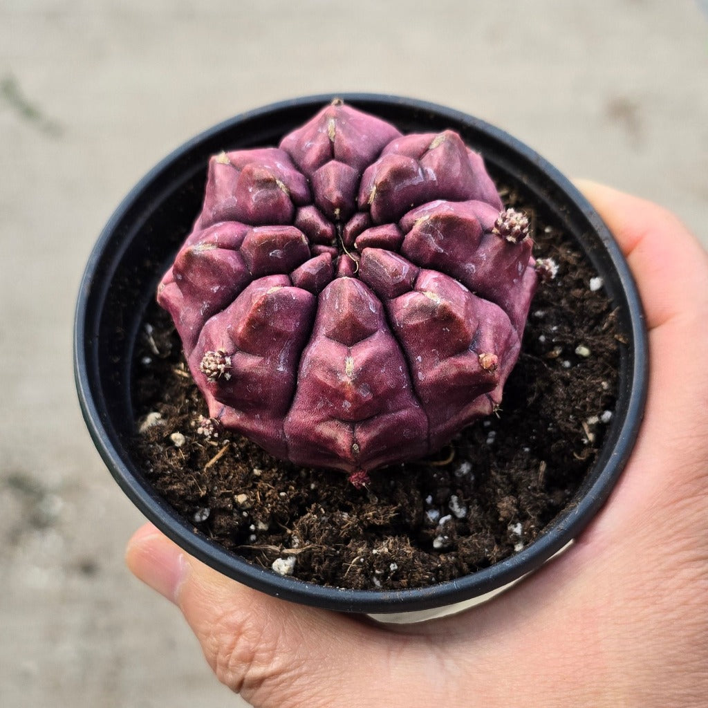 Gymnocalycium  mihanovichii - 4