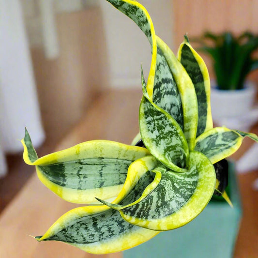 Sansevieria trifasciata 'Twisted Sister' - 4"