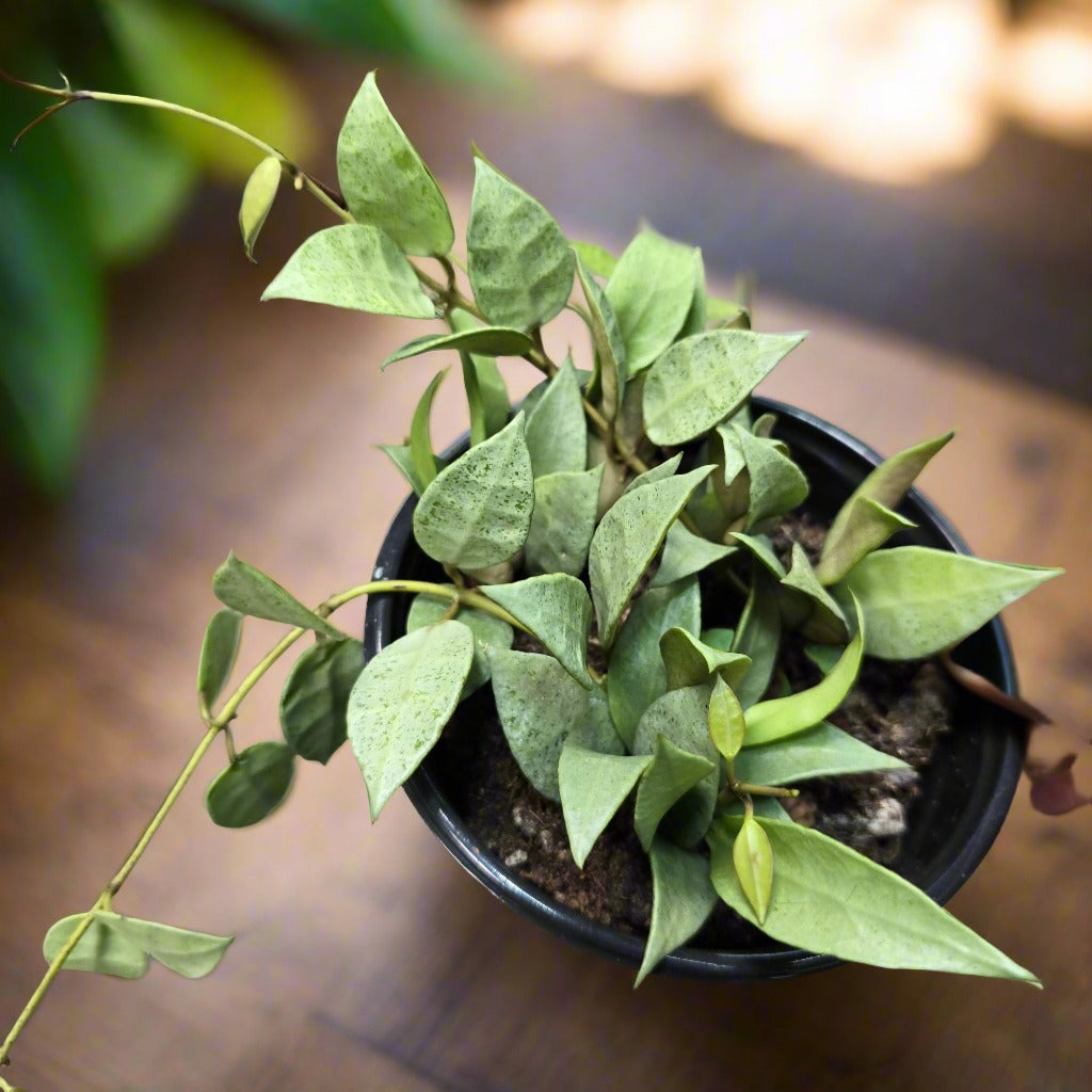 Hoya lacunosa mint - 4