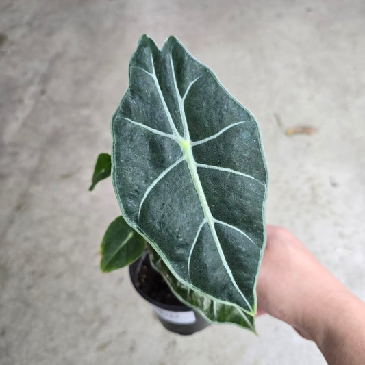 Alocasia watsoniana 'White Vein' - 4"