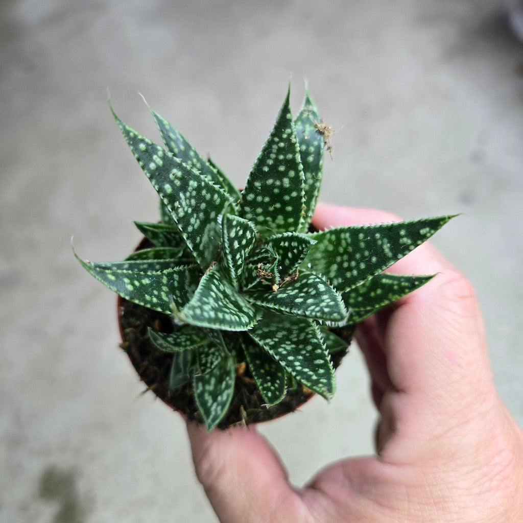 Gasteria Flow - 2