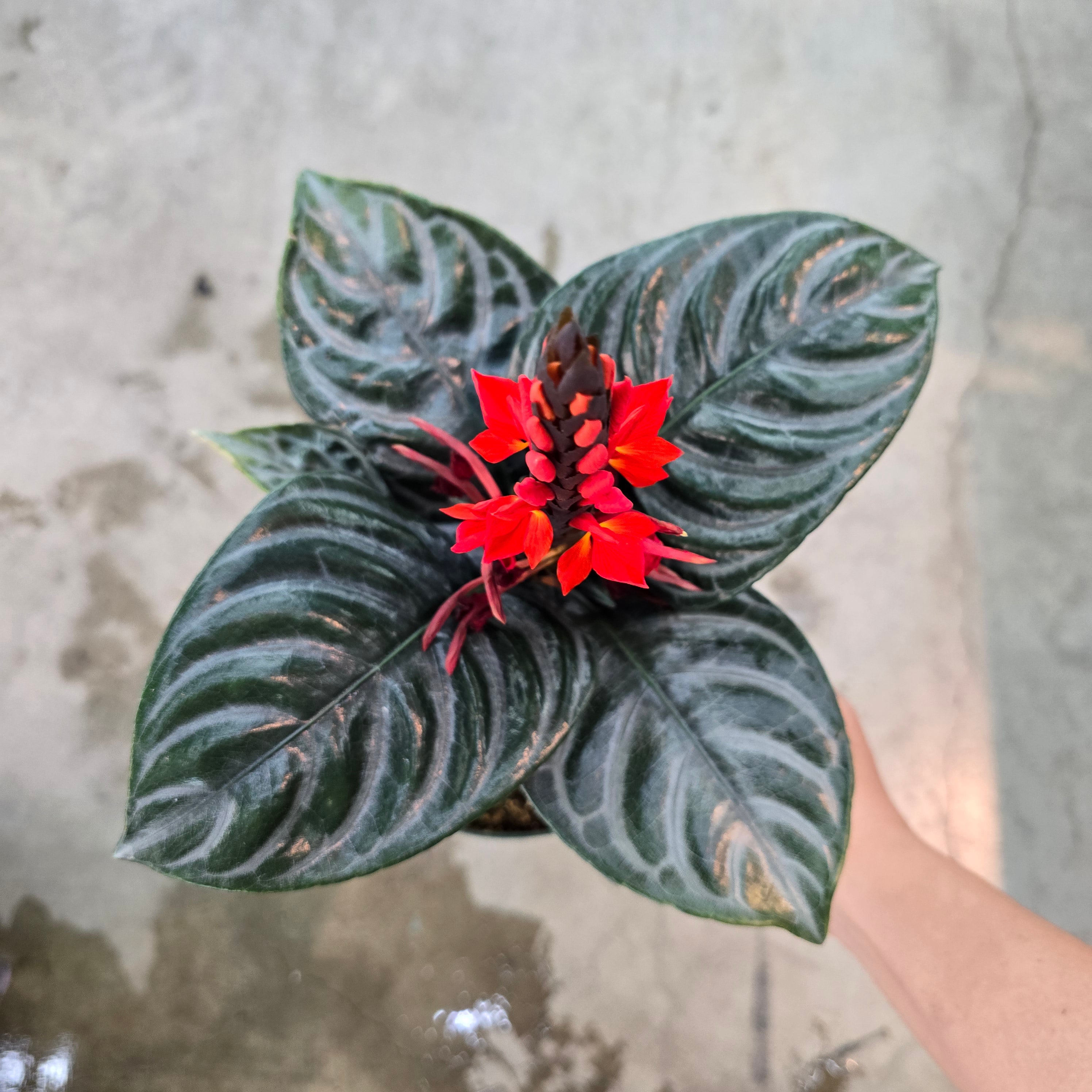 Aphelandra nova - 6