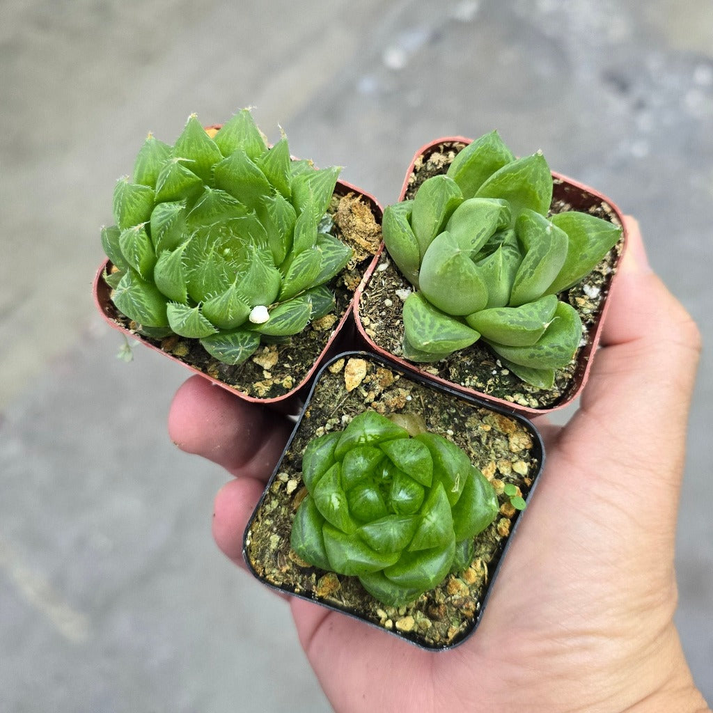 Haworthia assorted - premium 2