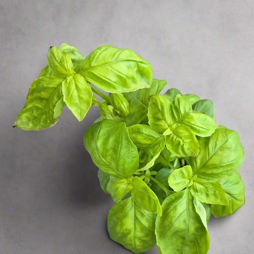 Basil - Genovese