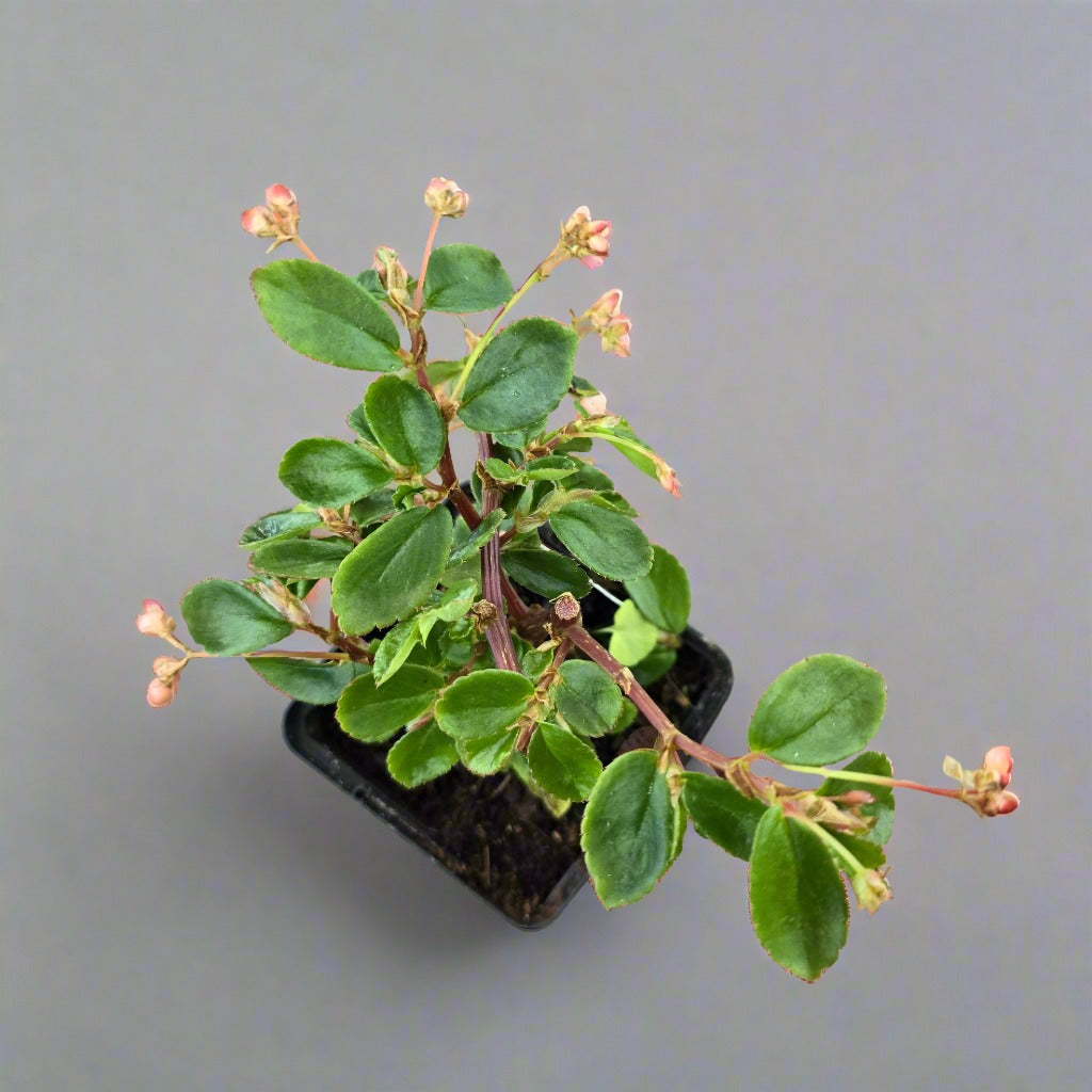 Begonia fuchsioides - 3.5