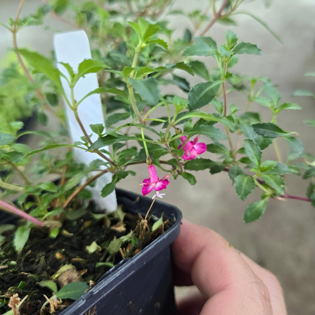 Fuchsia  microphylla - 3.5