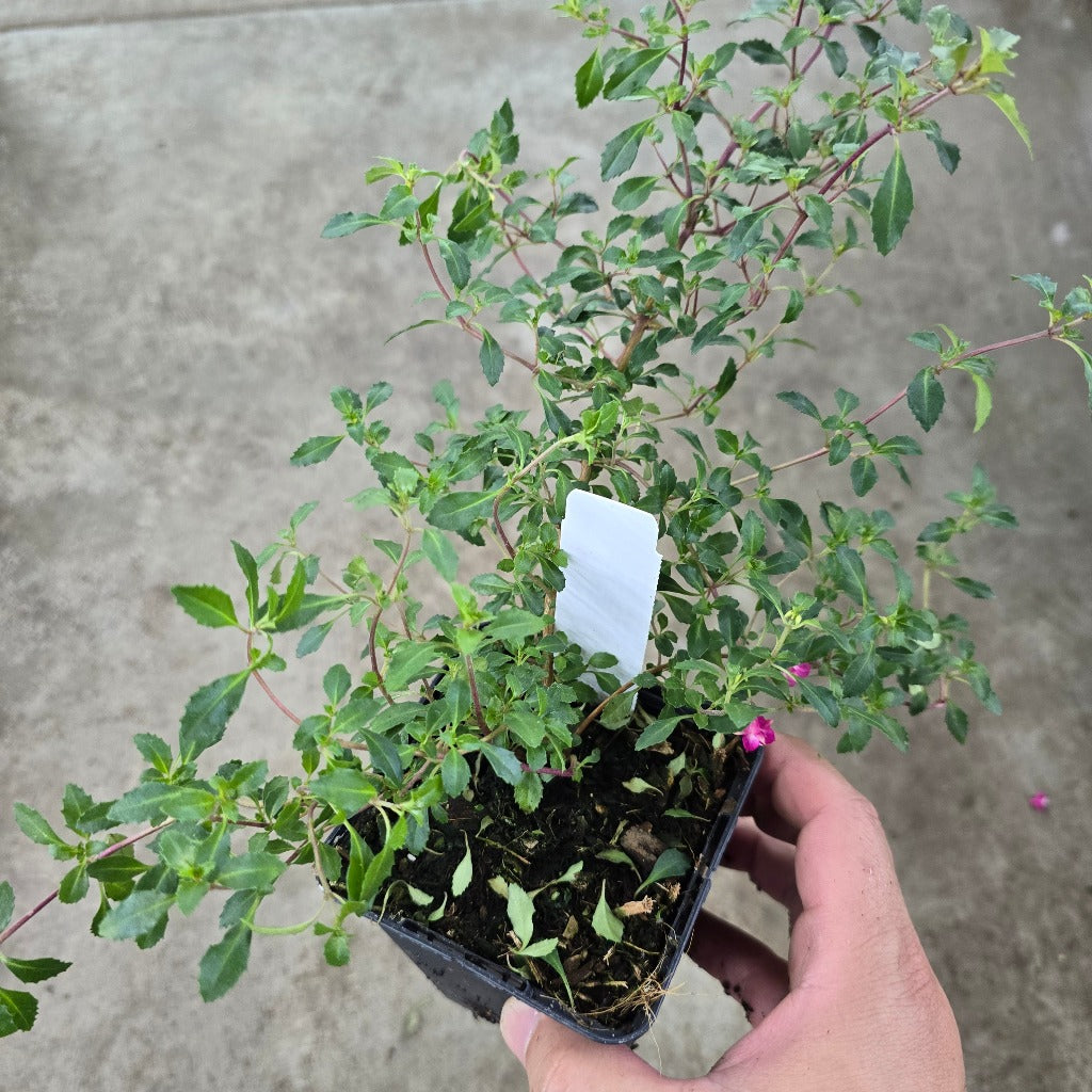 Fuchsia  microphylla - 3.5