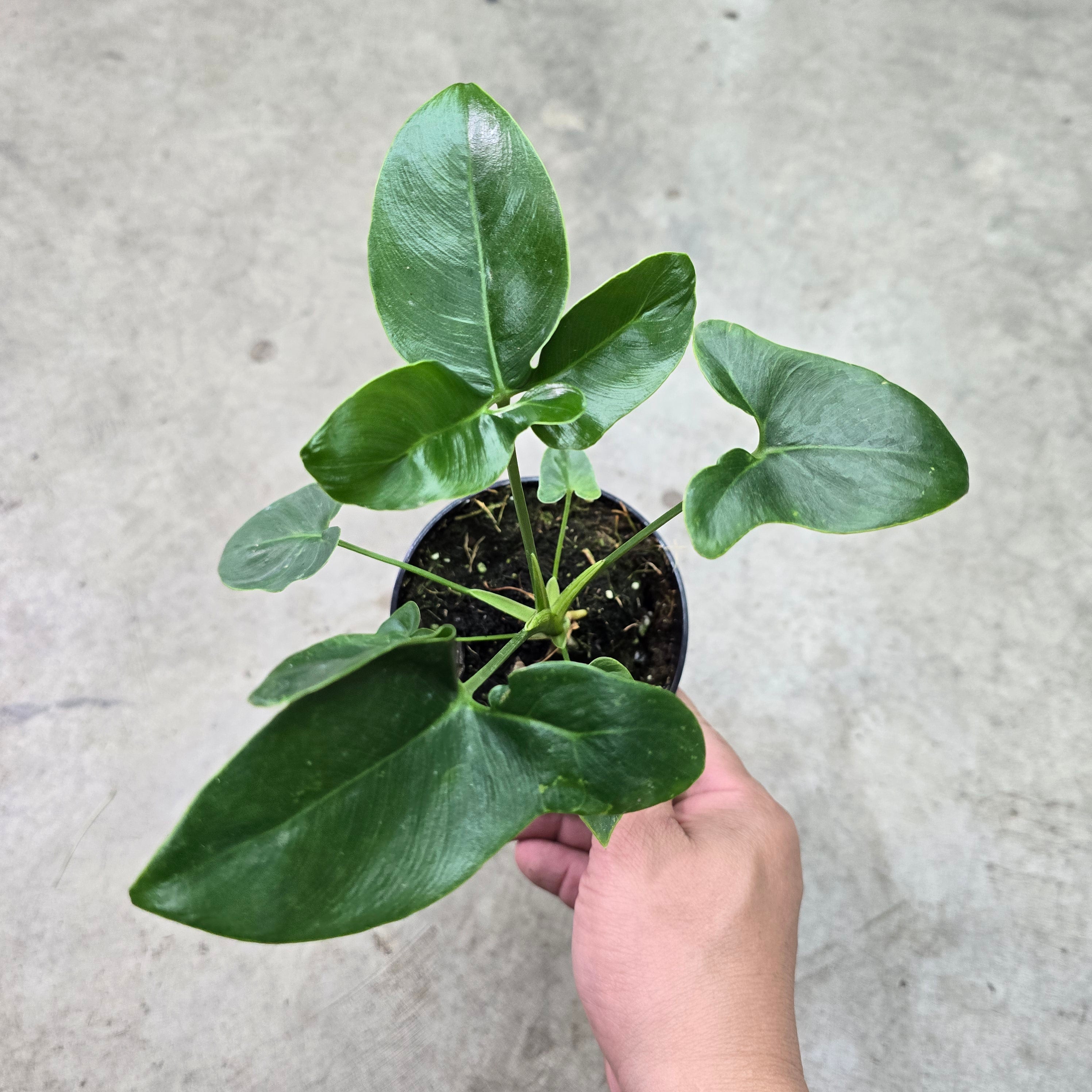 Philodendron goeldii Fun Bun - 4