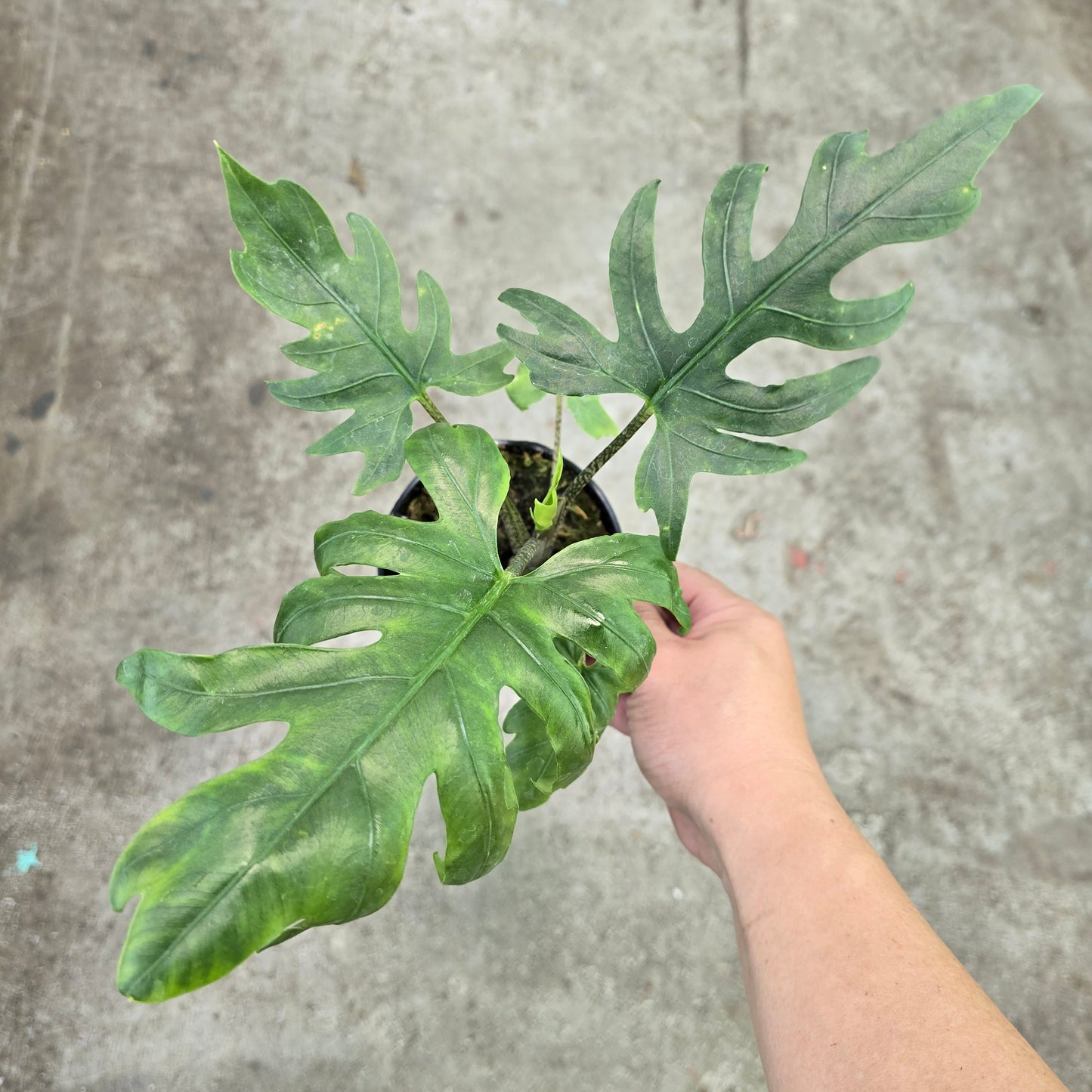 Alocasia brancifolia 'Pink Passion' - 2"