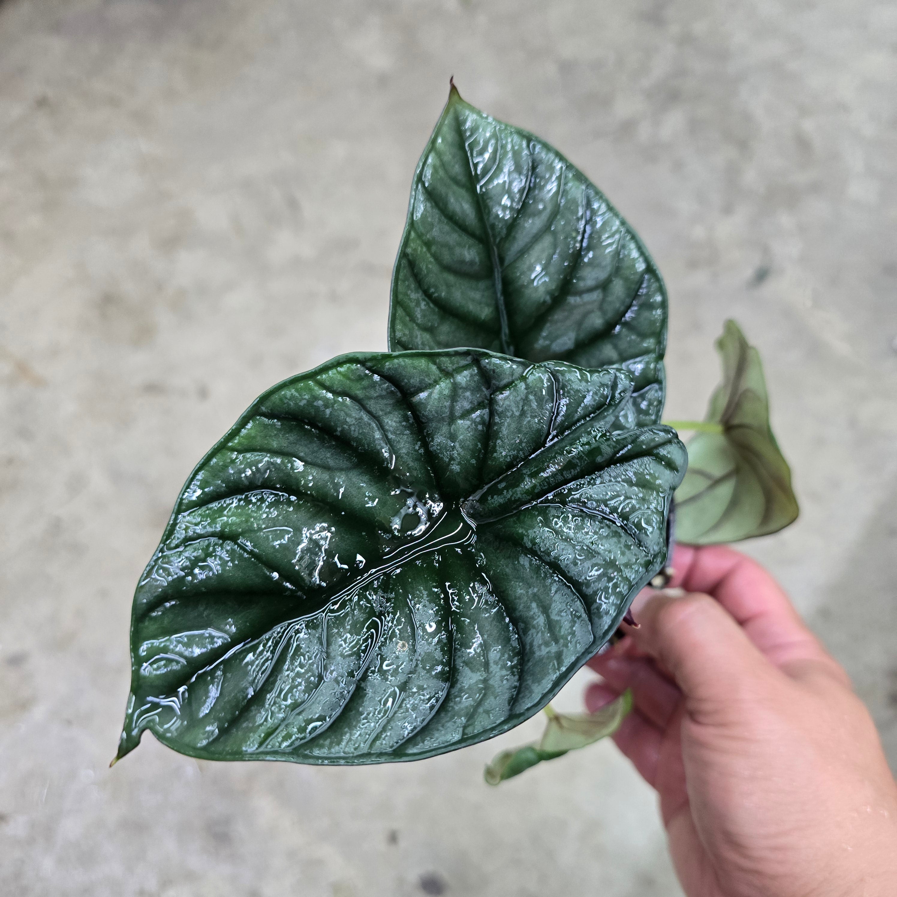 Alocasia nebula 'Imperialis' - 4