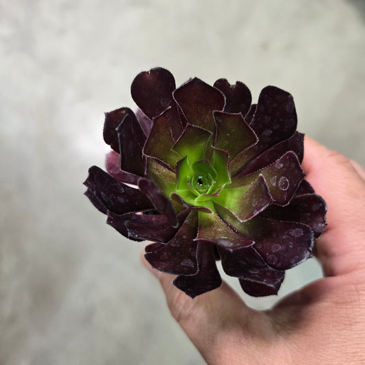 Aeonium arboreum 'schwarzkopf' - 4"