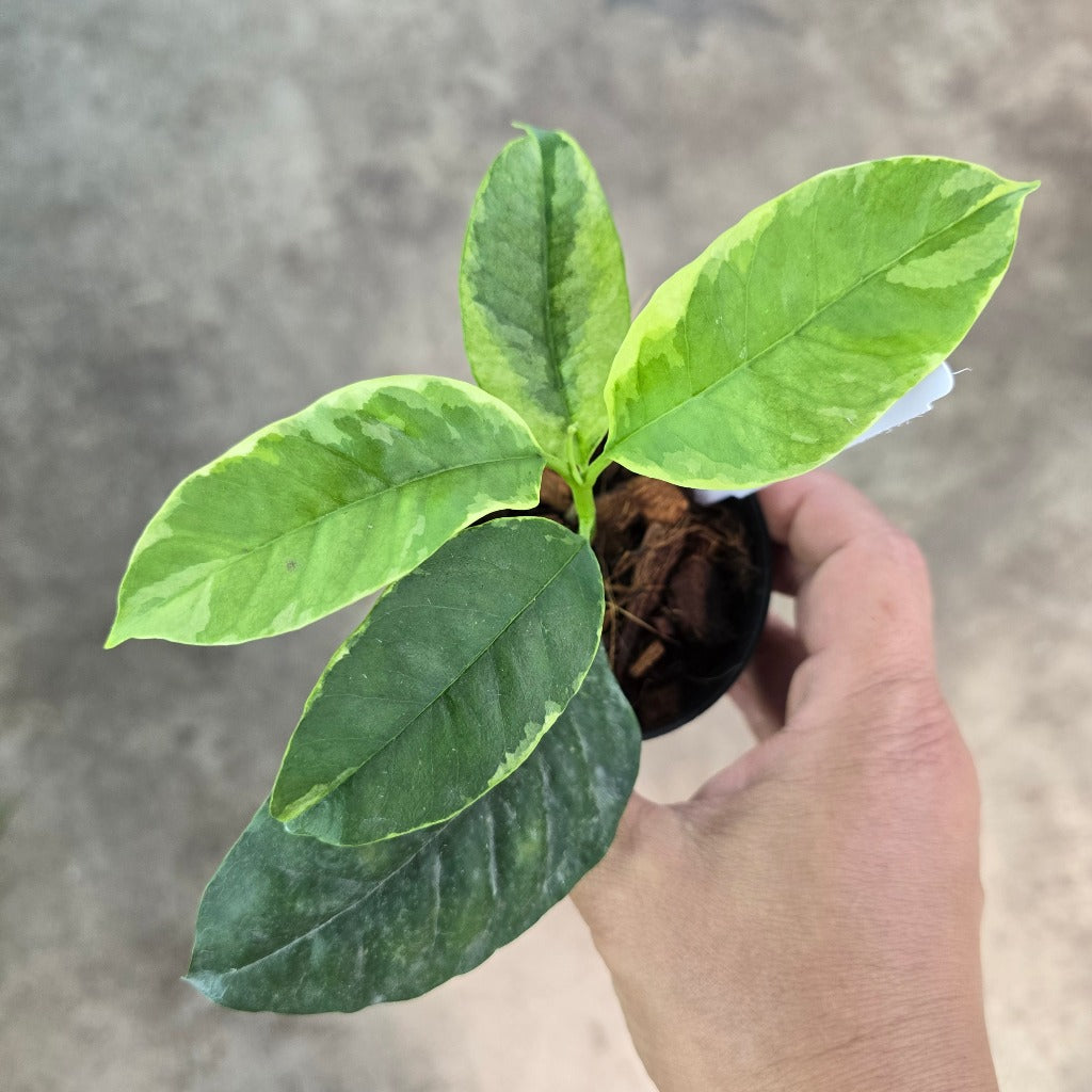 Hoya multiflora 'Variegata' - 3