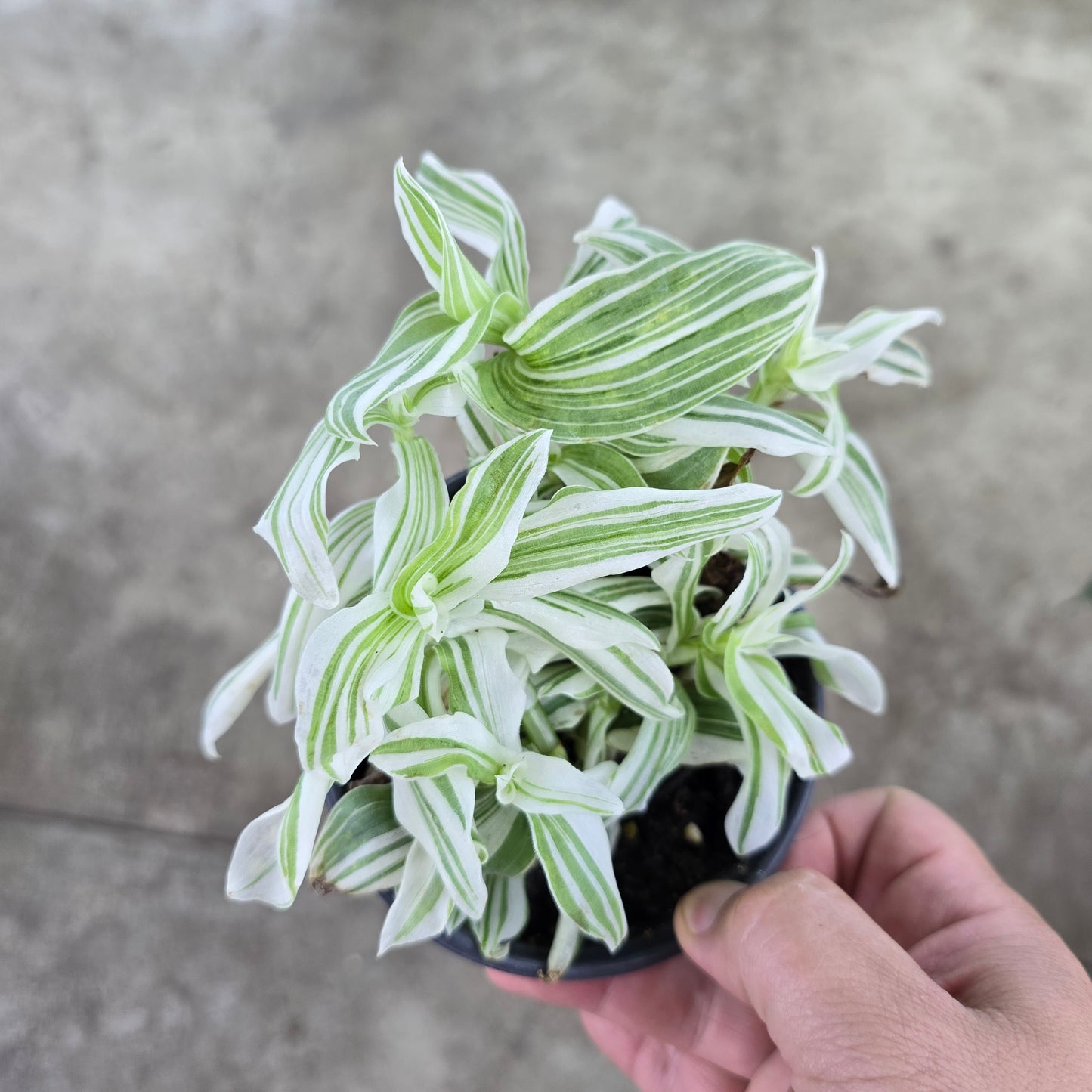 Tradescantia 'Pistachio White' - 4"