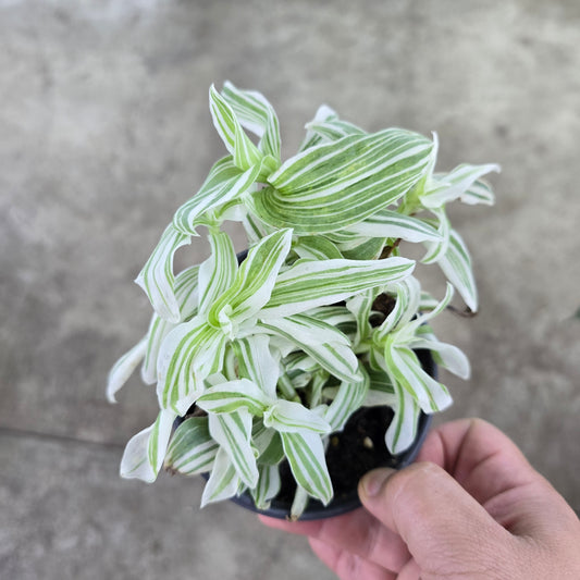 Tradescantia 'Pistachio White' - 4"